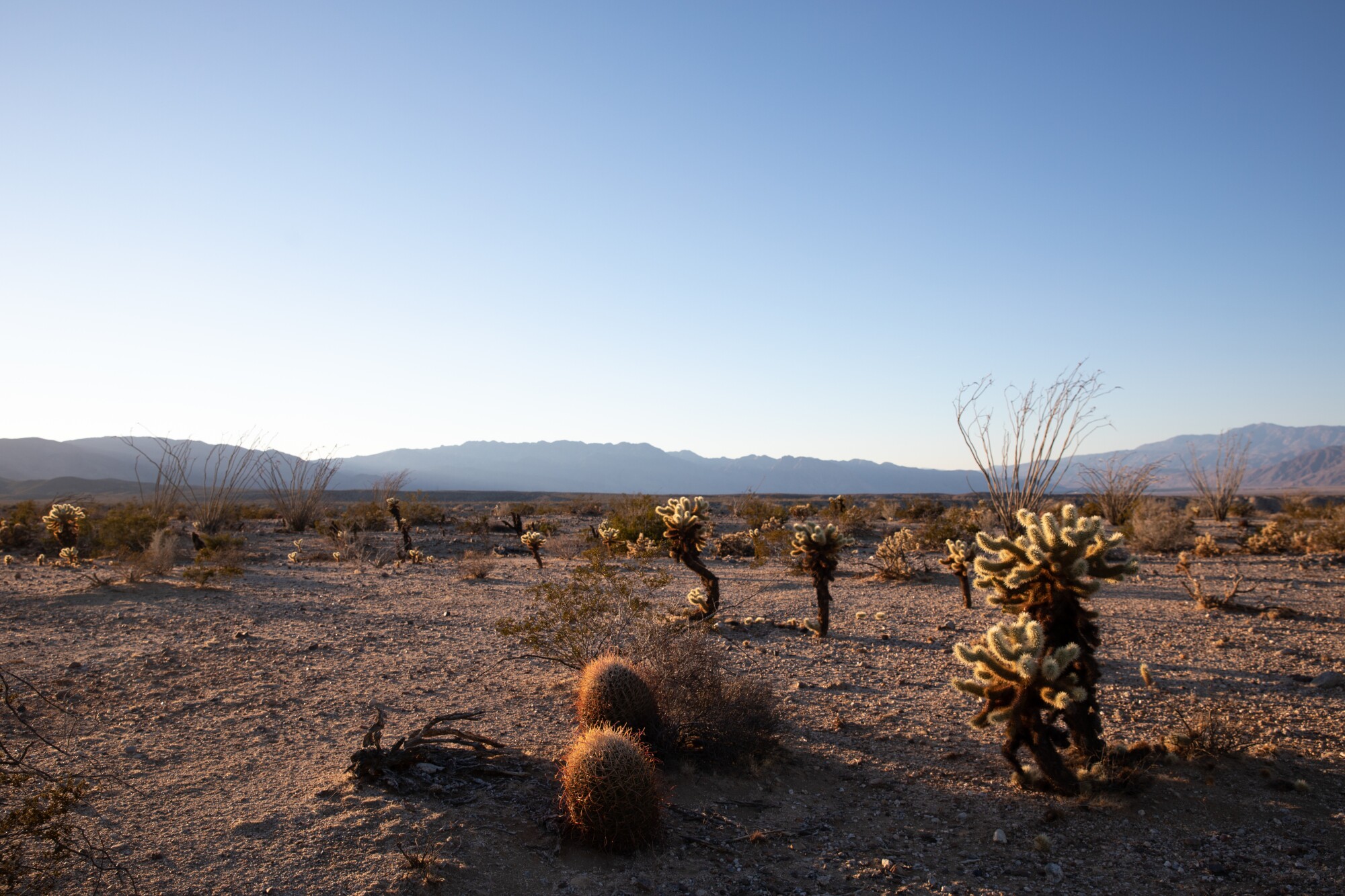 Ocotillo, cholla, creosote and other desert plants grow in Anza-Borrego Desert State Park.