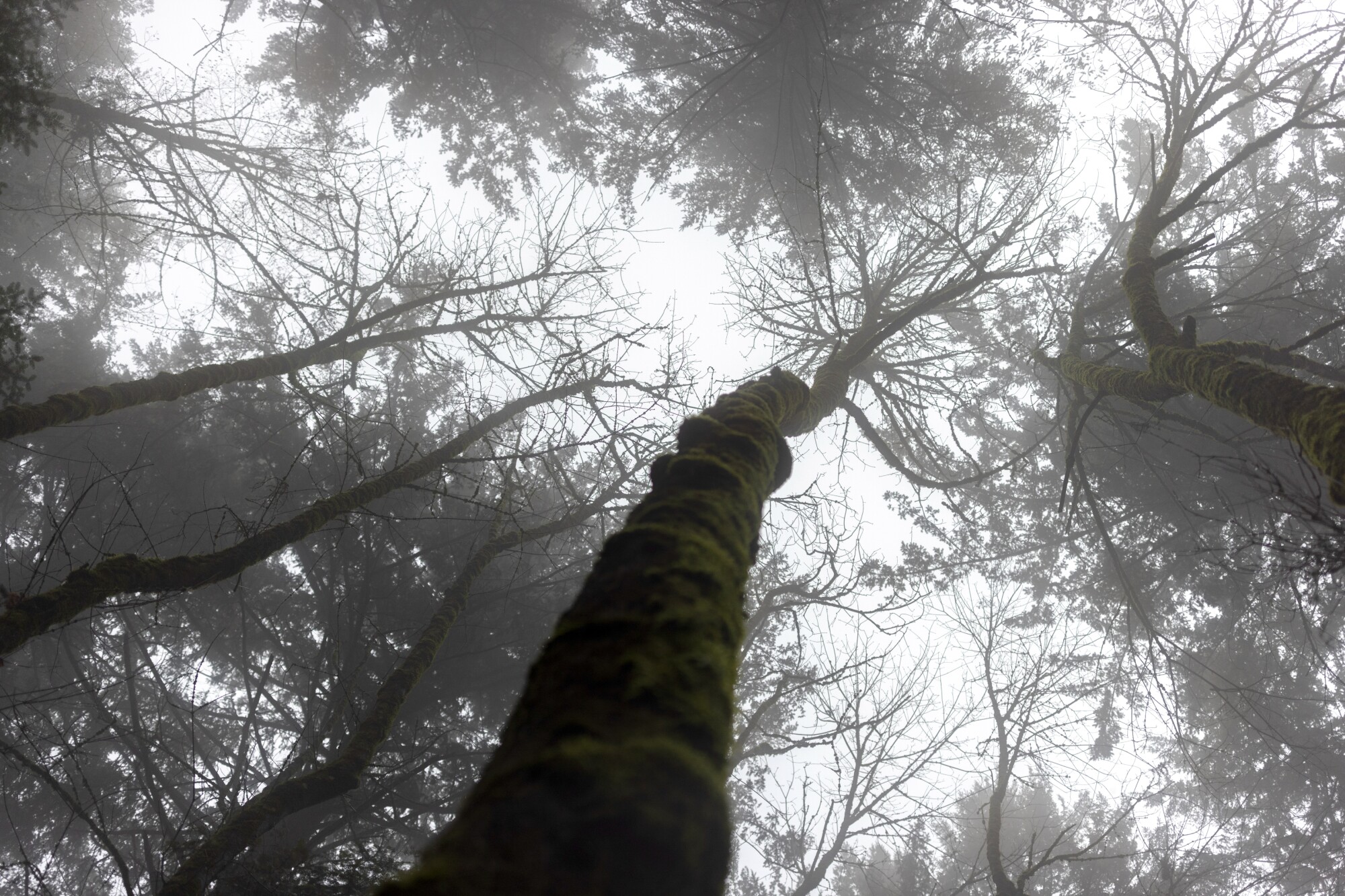 A nature park showing tall trees reaching into a foggy sky