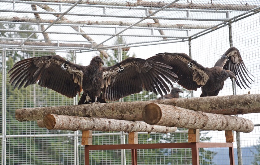 Two condors at the Northern California Condor Restoration Program in Northern California. 