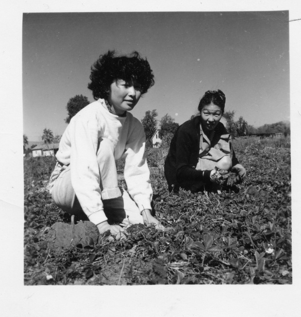 Violet Catherine Kim works on the family farm with one...