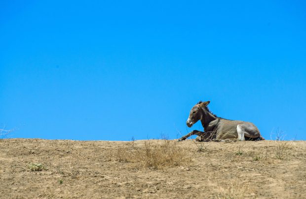 A wild foal burro rests atop a hill Wednesday, July...