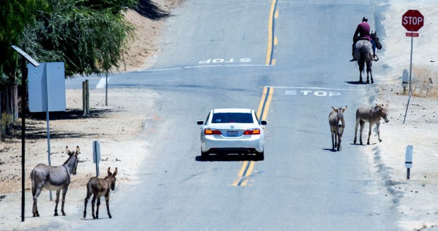 Wild burros walk Wednesday, July 6, 2022, along Box Springs...