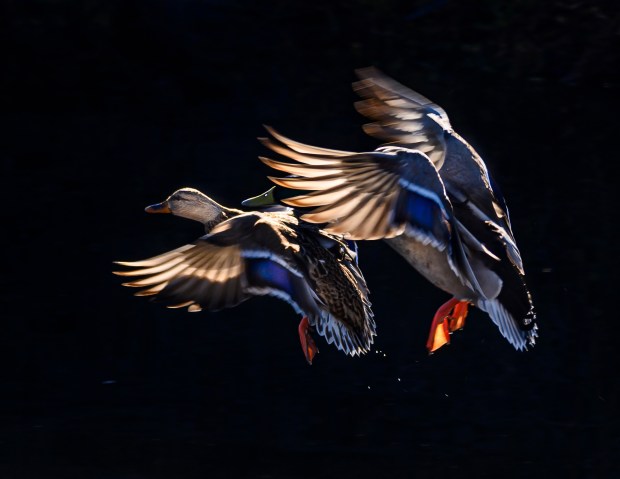 Mallards take flight over the Upper Newport Bay onSunday, January 2, 2022 as water levels rise eight feet from the king tide. (Photo by Mindy Schauer, Orange County Register/SCNG)