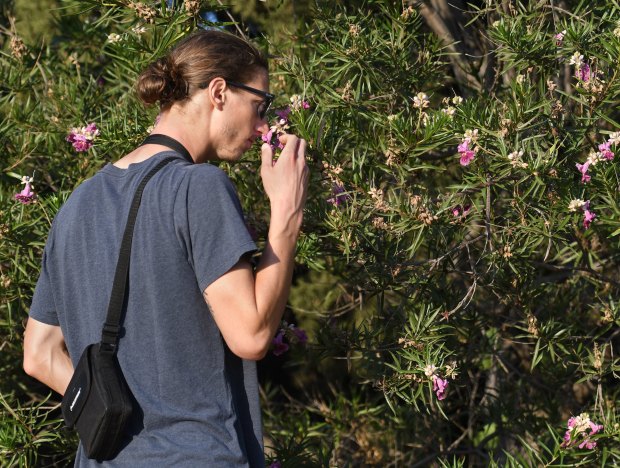 Chris Rudnicki smells a desert willow flower during a tour...