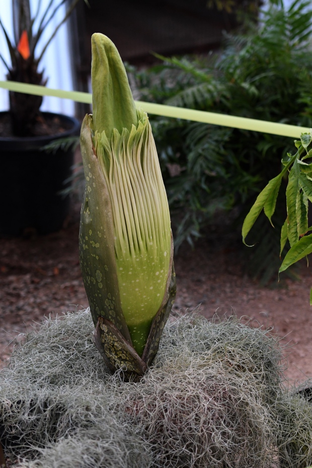 An amorphophallus titanum, known as a corpse flower, is seen...