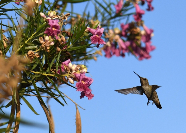 A hummingbird flies by a “desert willow,” a chilopsis linearis,...