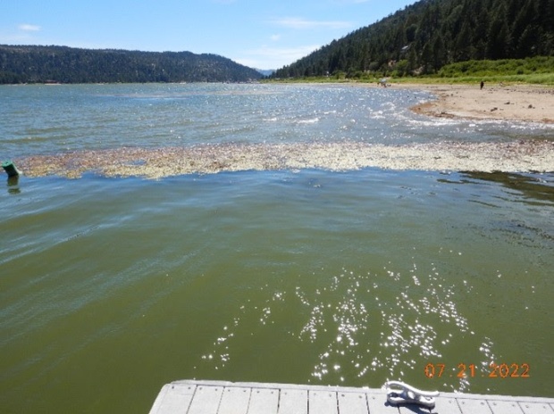 Toxic algae is seen along the shore at Big Bear...
