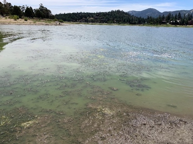 Water containing toxic algae is seen at Big Bear Lake....